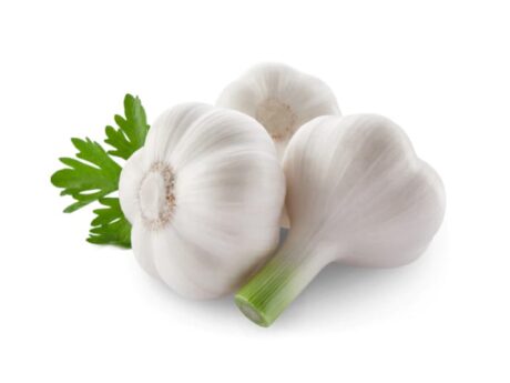 Garlic